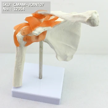 

CMAM/12354 Shoulder joint, Medical Extremities Anatomical Human Model