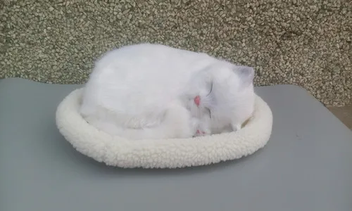 cute simulation sleeping cat polyethylene & fur white cat model gift about 27x27x8cm170 new simulation cat sleeping cat lifelike white cat model gift about 19x8x14cm