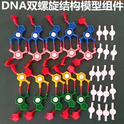 

DNA double helix structure model component standard configuration model component nucleotide free shipping