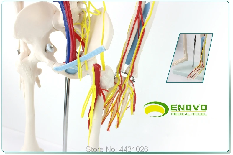 ENOVO медицинский 85 см человек. Скелет сердце кровеносный сосуд модель нерва маленькая игла скальпель человек. Скелет модель