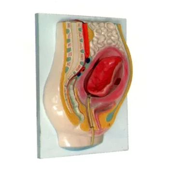 

Placental stripping model Gynecological delivery placenta stripping model 31*40*12cm free shipping