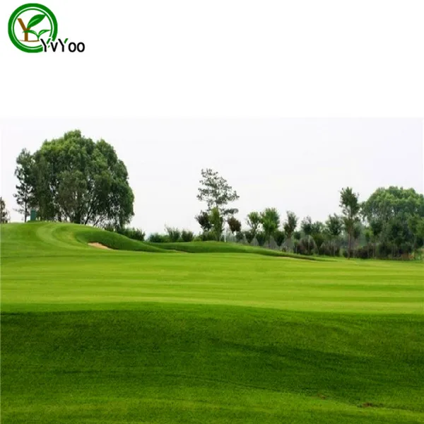 Image 1000pcs Korean lawn grass seeds  (Zoysia Tenuifolia) free shipping DIY home garden  C81