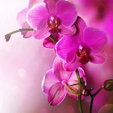 Новинка, алмазная вышивка крестиком, розовая красная Магнолия, 3D набор для алмазной живописи, сделай сам, алмазная вышивка, рукоделие