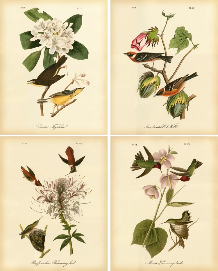 Audubon Famoso Fiori E Uccelli Delle Immagini 4 Pannello Vintage Senza Cornice Quadri Appesi Per La Casa Coffee Shop Decorazione Della Parete Paintings For Wall Panel Paintingvintage Painting Aliexpress