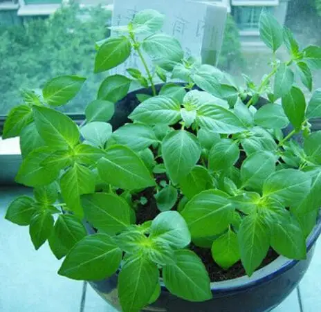 

YerbaHotsales Green Catnip 200 Aromatic plants Aromatic plants catnip Garden Supplies Garden Supplies