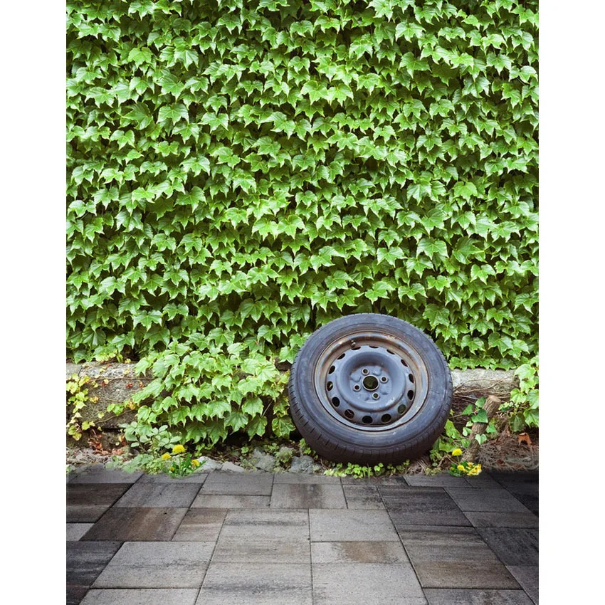 Vita Scatola Magica Fondali Parthenocissus Grigio Vinile Sfondo Sfondo Fotografia S-2340