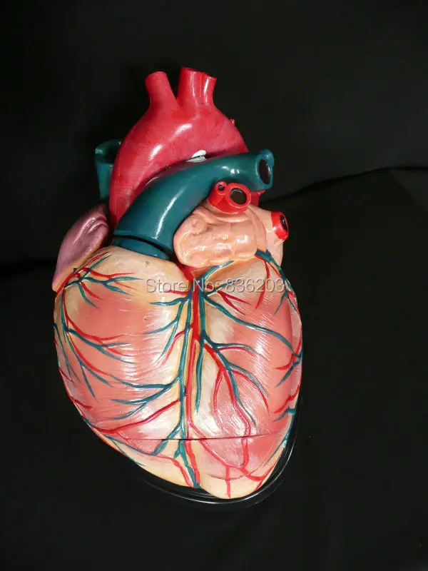 

4 times Anatomical Advanced Giant Anatomical Human Heart Model anatomy skull brain model mixer in trauma esqueleto anatomia