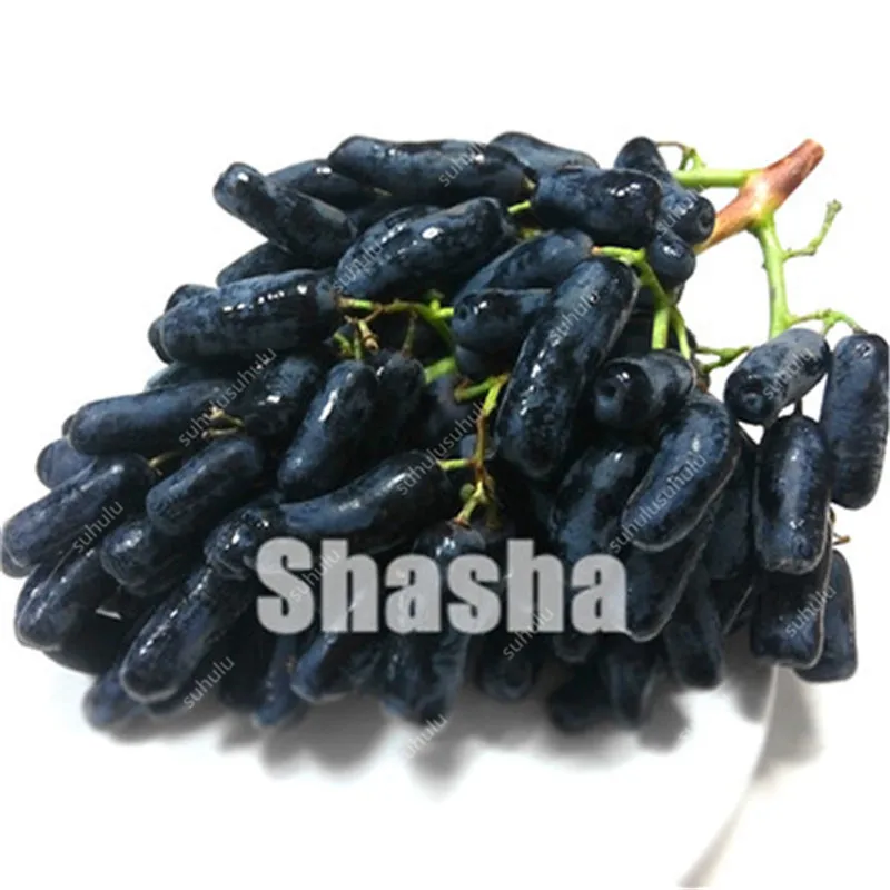 10 Pcs Black Finger Grape America Giant Grape Bonsai Edible Succulent Fruit Tree Perennial Indoor home garden Potted Plants 10 Pcs Black Finger Grape America Giant Grape Bonsai Edible Succulent Fruit Tree Perennial Indoor home garden Potted Plants