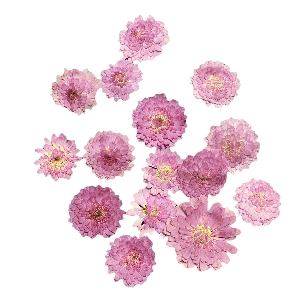20x Pressed Dried Natural Flower Dry Leaves for DIY Crafts Bookmark Cards