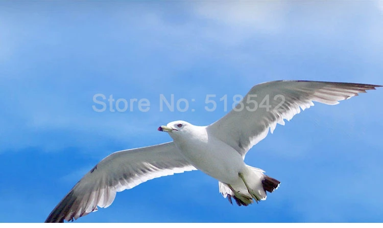 de praia, paisagem, quarto, sala de estar,