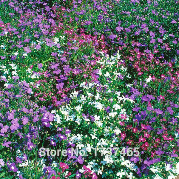 

Imported 500pcs Lobelia erinus potted plants home garden free shipping