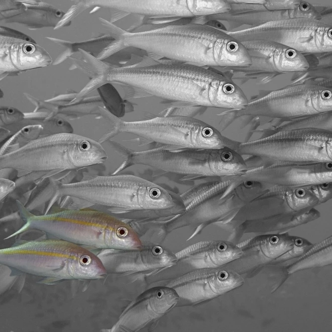 Hawaii  Selective Black And White On A School Of Yellowfin Goatfish (Mulloidichthys Vanicolensis). Print (17 x 11)