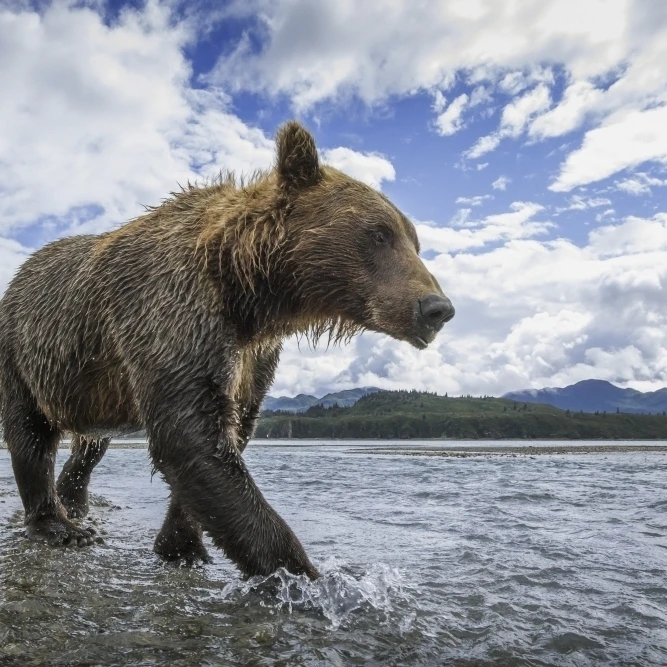 Wide angle view of Coastal Brown Bear walking along salmon spawning stream along Kukak Bay Katmai National Park Southw 1