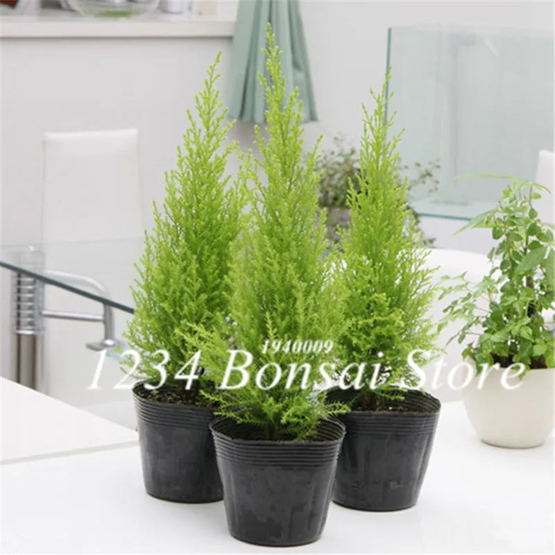 

100 pcs Cypress Trees plants Rare Platycladus Orientalis Oriental Arborvitae plants Conifer plants DIY Home Garden Plants Bonsai