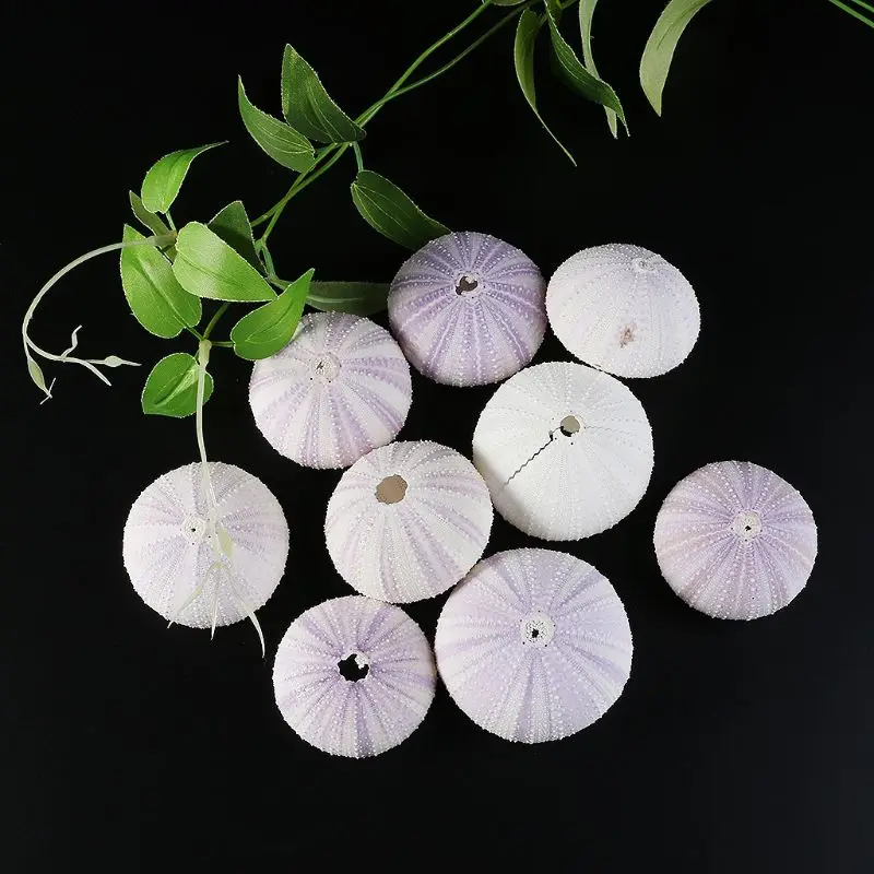 

5pcs Natural sea shells Urchin Tabletop Air Plants Tillandsia Holder Art Craft Desktop Ornament Gardening Decorations DIY
