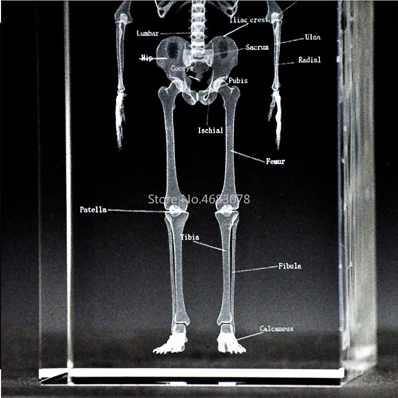 3D стереоскопическая кристальная внутренняя резьба, модель скелета для медицинских обучающих принадлежностей или идеальный подарок 50*50*120 мм