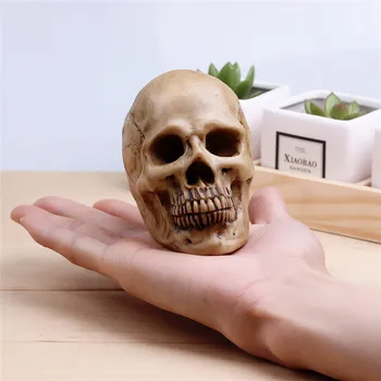 

1pcs Skull head model carved skull skull painting reference chest anatomy head model
