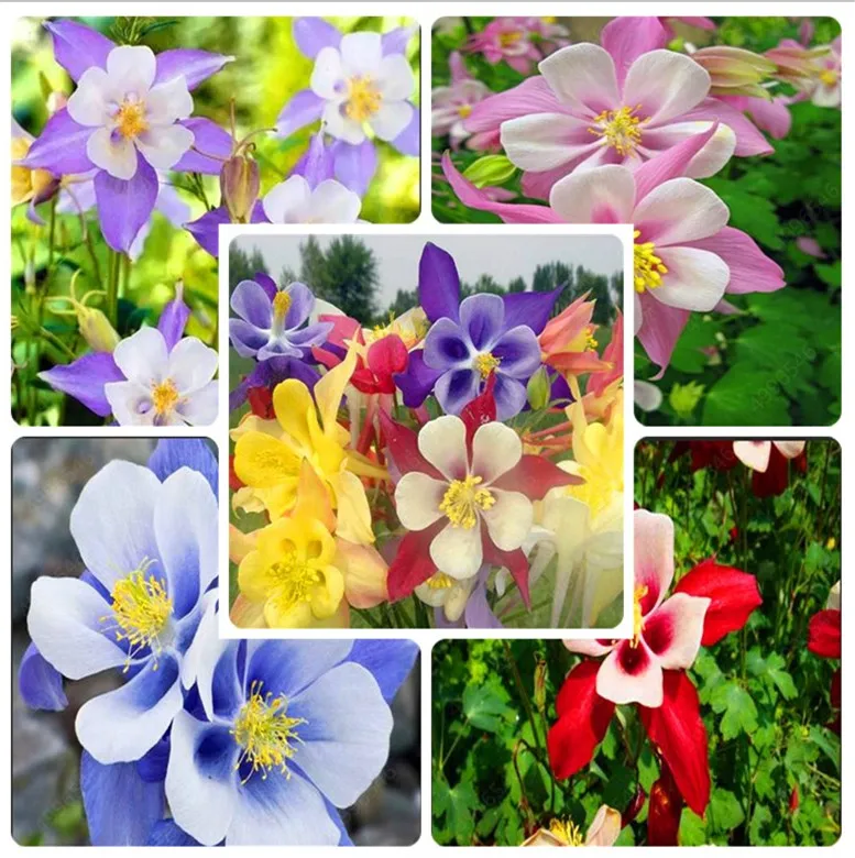 

500 Pcs European Columbine Plant- Aquilegia Vulgaris Rare Bonsai Flower Planta for Home Garden Potted Planting Free Shipping