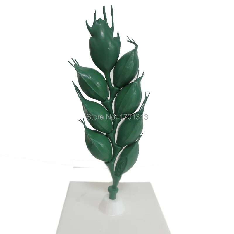 Magnification Wheat flower model Special decoration Family personalized decorative Figurines