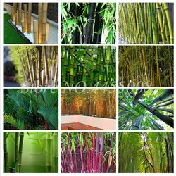 40 шт. Bamboo Phyllostachys пушистая редкие, гигантские карликовый бамбук в горшке Bambusa лако дерево домашний сад растений для цветочный горшок