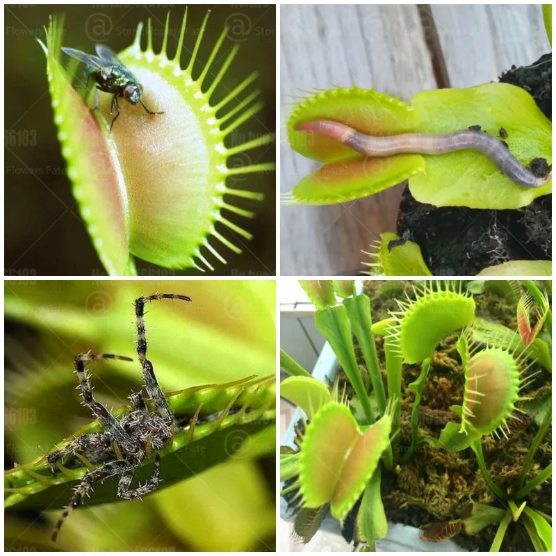 

100pcs Venus Flytrap Bonsai Dionaea muscipula Perennial insectivore plant succulents bonsai for home garden flower plants