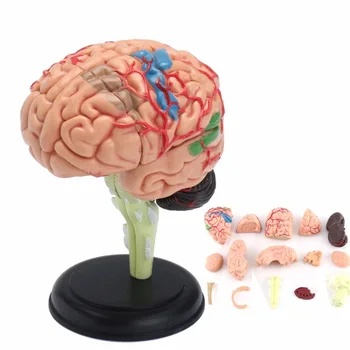 

"4D Anatomical Human, Brain Model Anatomy Medical Teaching Tool Toy Statues Sculptures Medical School Use 7.2*6*10cm "