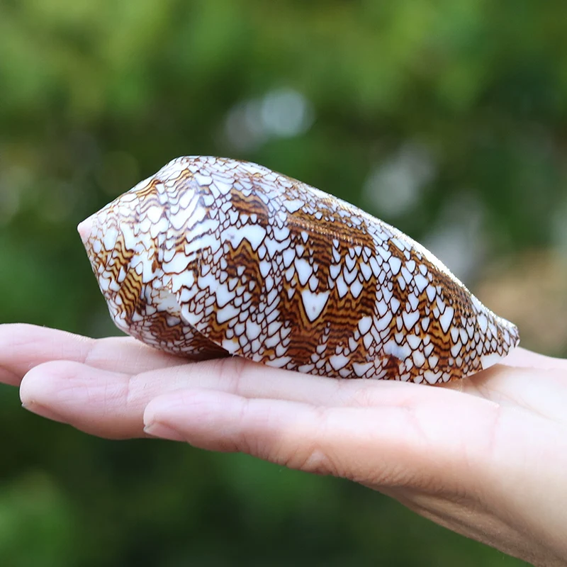 Аквариум пейзаж браслет из прородного белого камня Кокосовая Кукуруза благородный раковины курица спиральный Конч Средиземноморский орнамент микро-Пейзаж украшения - Цвет: 8-9cm