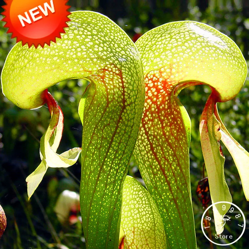 

Big Sale!Green Nepenthes Insectivorous Plant Garden Flower Bonsai Eating Mosquito Varieties of Plantas 50 Pcs/pack,#VQ1V9Y