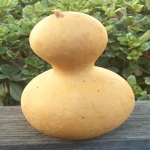 

Bottle Gourd 10 " High Quality Home Decoration Music
