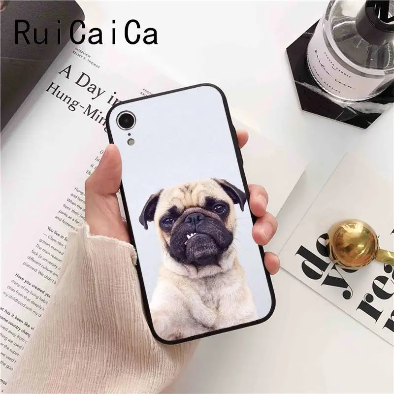 Animal Cute Pug Dog