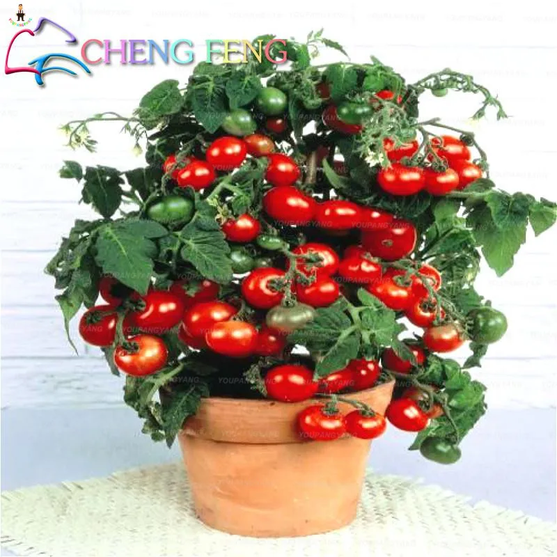 100 Pcsbag Bonsai Tomato Delicious Cherry Plants Nongmo Vegetables