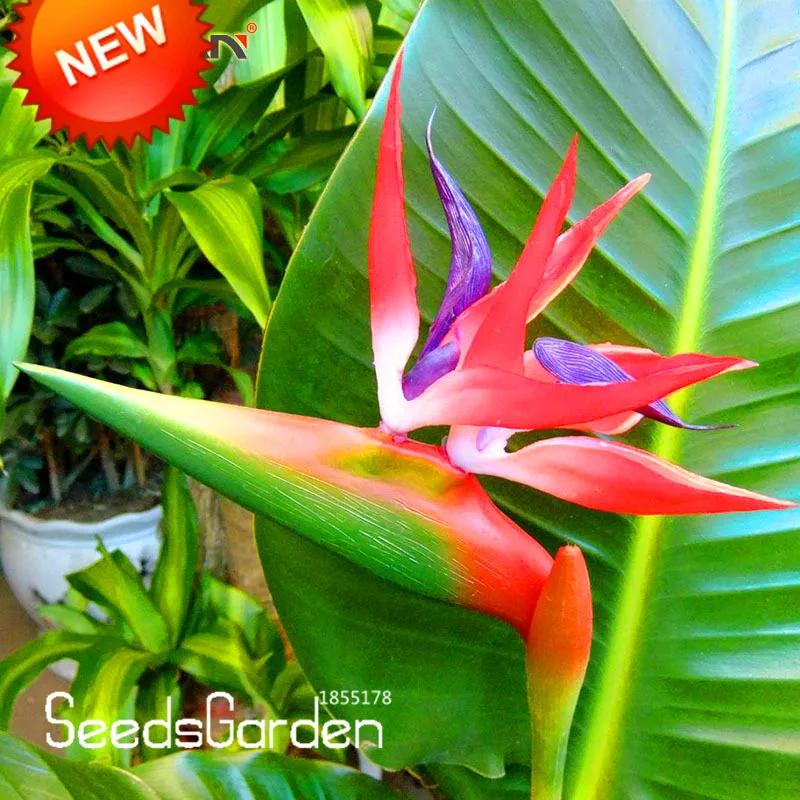028 16 De Réductionpromotion Strelitzia Bonsaï Jardin Vivaces Fleur Oiseau De Paradis Plante Strelitzia 100 Piècespaquet Dlbwda On Aliexpress