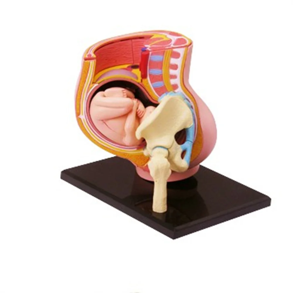 Мини-модель сборки матки человека собрана анатомическая модель человека подарок для детей