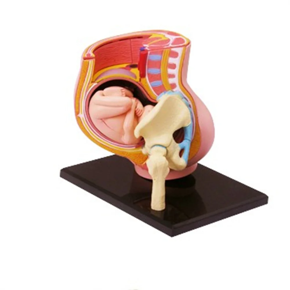 Мини модель сборки матки человека собранная анатомии подарок для детей|gifts for