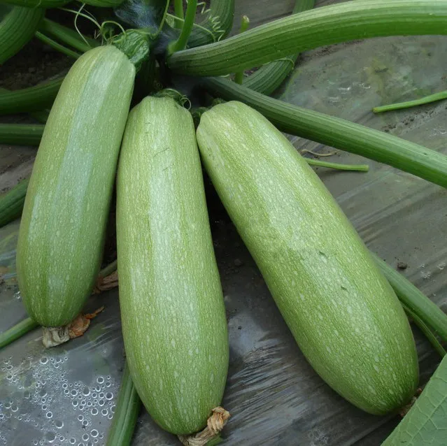 

Free Shipping 20 Freshly Picked Zucchini bonsai good taste Vegetables DIY Cooking