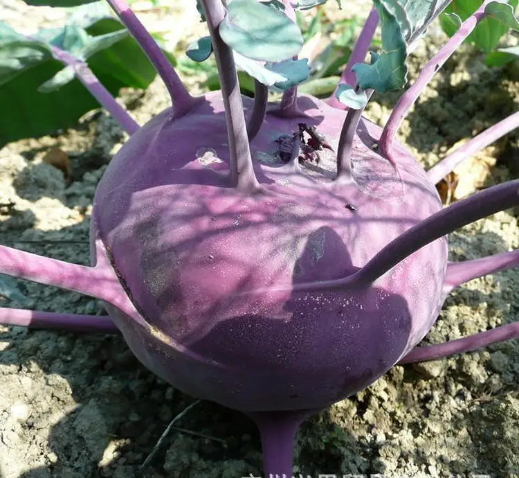 

Purple kohlrabi bonsais - kohlrabi bonsais - purple vegetable bonsais 100pcs