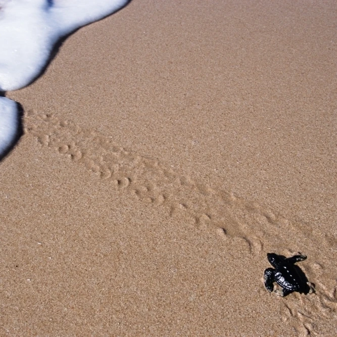 Little Turtle Walking Towards The Sea  Turtle Sanctuary Poster Print (38 x 24)