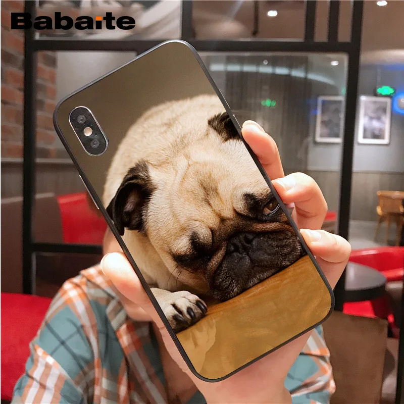 Cute lovely pug dogs animals