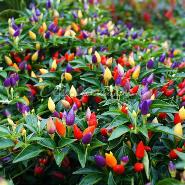 1 Package 20 Sweet Pickle Pepper Seeds The Christmas Tree 1 Package 20 Sweet Pickle Pepper Seeds The Christmas Tree
