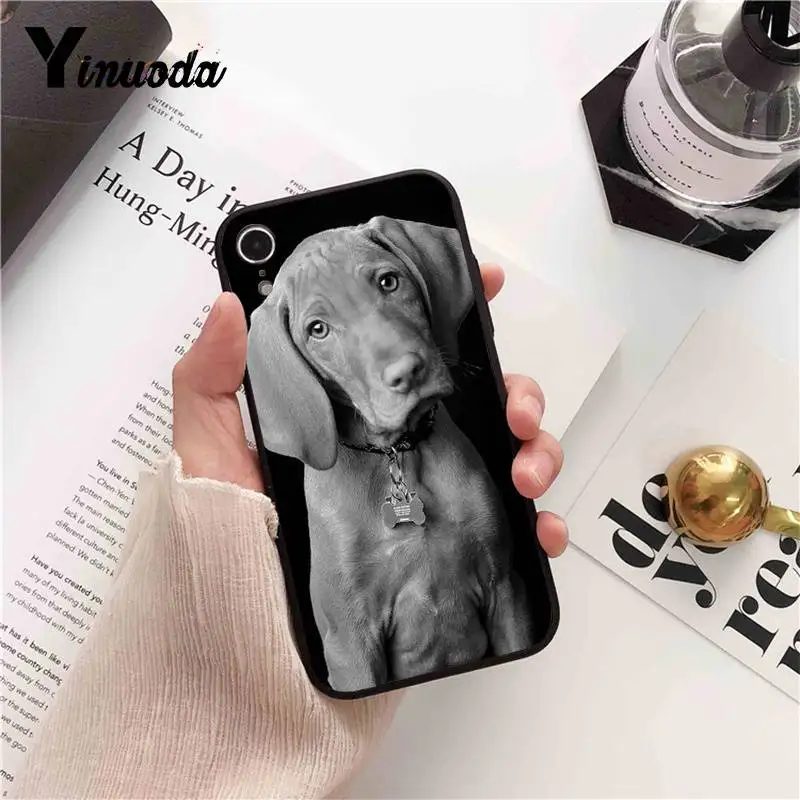 Dachshund Doberman Dog face