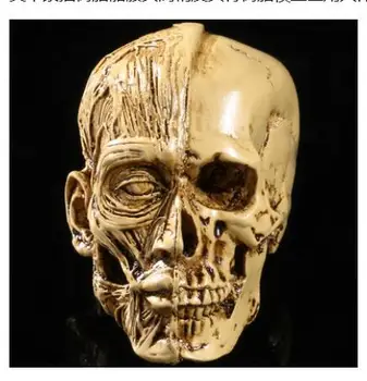 

Fine art sketch resin skull resin high precision skull resin model medical muscle bone home furnishings culpture statue