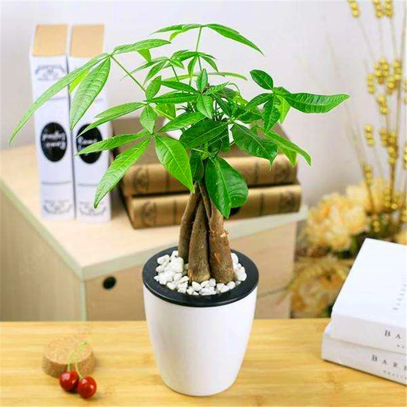 2 Pieces Mini Pachira Macrocarpa Bonsai Hawaiian Make Money Tree Plant Bonsai Pot Indoor Flowers Plant Bonsai DIY Potted Plants 2 Pieces Mini Pachira Macrocarpa Bonsai Hawaiian Make Money Tree Plant Bonsai Pot Indoor Flowers Plant Bonsai DIY Potted Plants