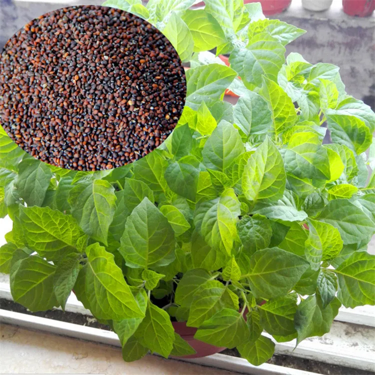 1 g Spearmint Mint Seeds The United States Mint Leaves Lemon Mint Cat