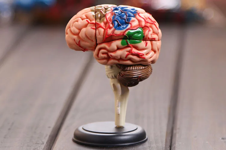 

4D brain model brain structure model assembled Human Anatomy dimensional model