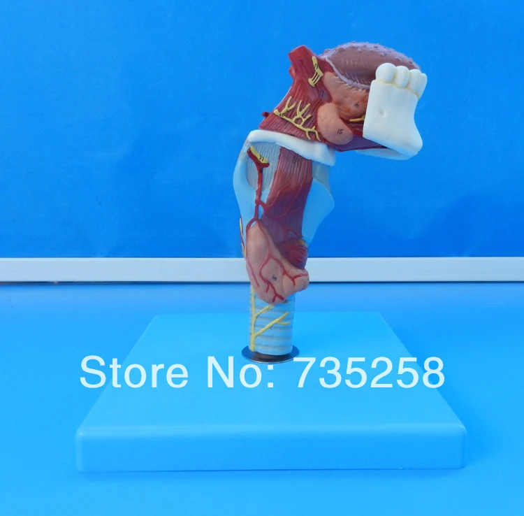 

Larynx with Toungue and Teeth,Laryngeal model ,Tooth model ,Tongue model