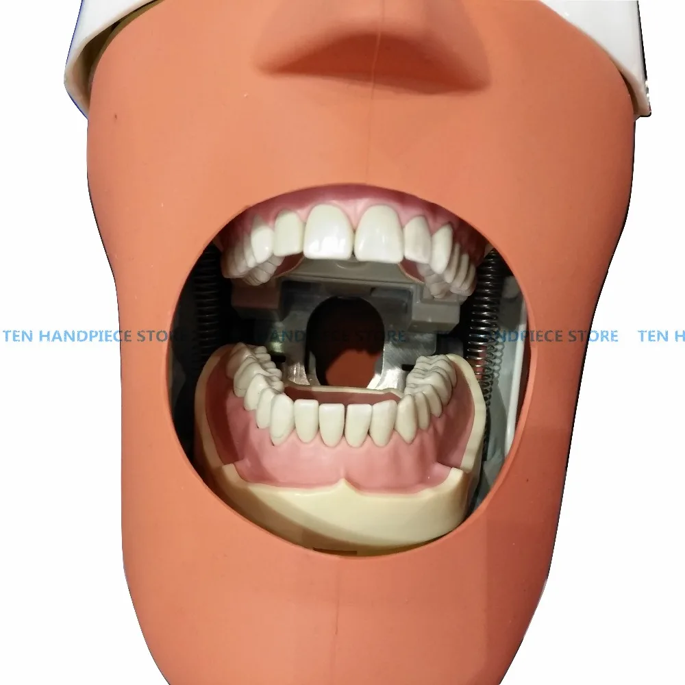 Стоматологическая мягкая для зуб и десен модель Съемная 28 шт./32 шт. зубы NISSIN 200 KAVO голова модель совместимая зубной обучения