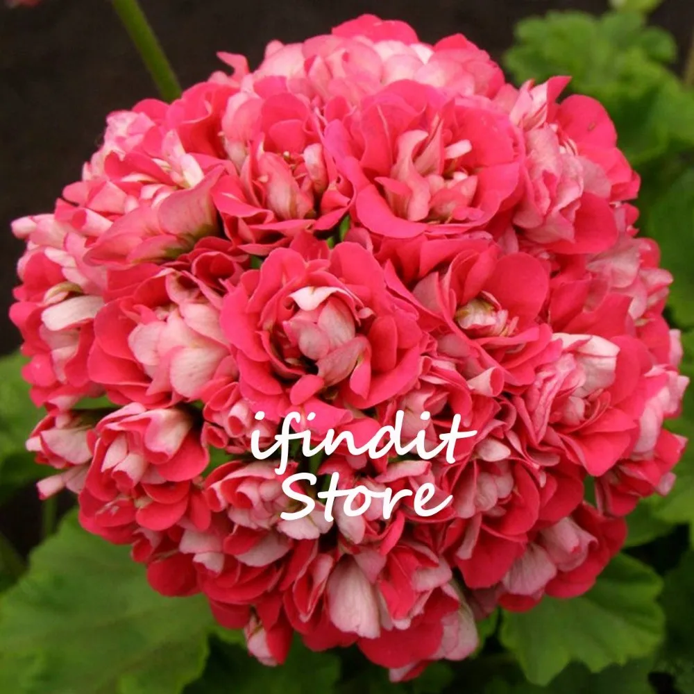 

5pcs Rare Geranium Pelargonium Peltatum Flower Bonsai Perennial Flower Potted Plant for Indoor Balcony Home Garden SOW ALL YEAR