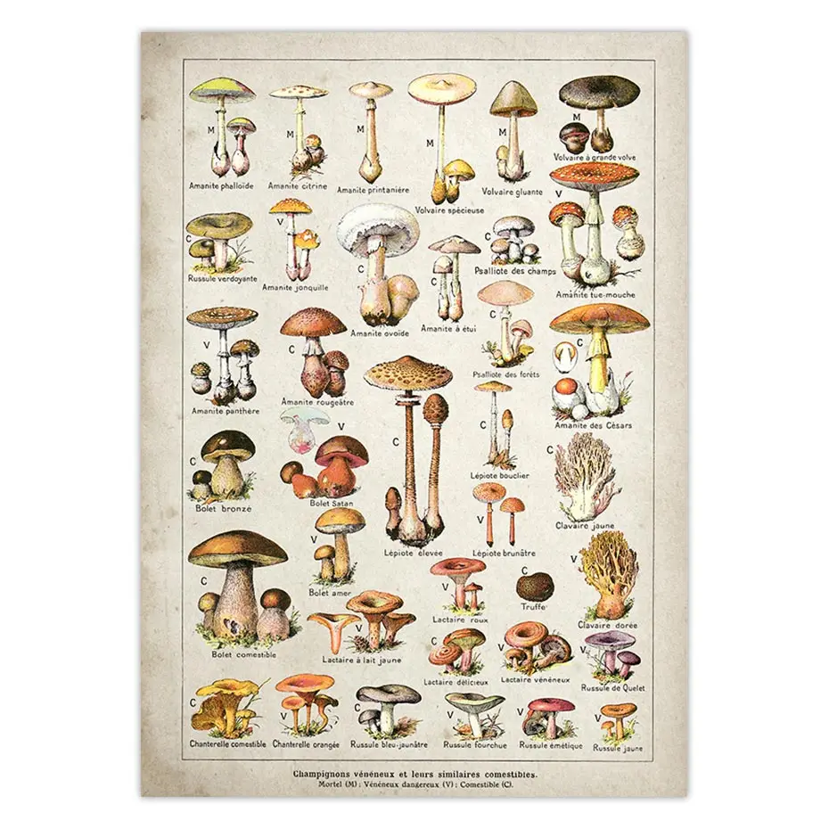 Ботанический учебный плакат грибы шампиньоны идентификация Справочная диаграмма схема иллюстрация настенная живопись на холсте