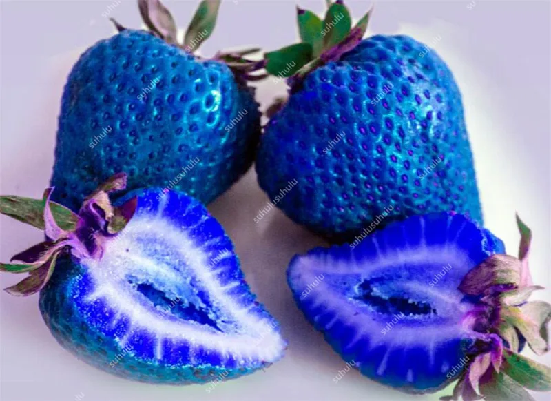 1000 pcs Rare strawberry plants, giant strawberry Organic fruit flores vegetables Non-GMO bonsai pot for home garden planta 1000 pcs Rare strawberry plants, giant strawberry Organic fruit flores vegetables Non-GMO bonsai pot for home garden planta