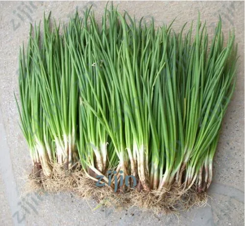 

200pcs/lot Seasons onions,leeks balcony potted plants,bonsai organic vegetables chives free shipping
